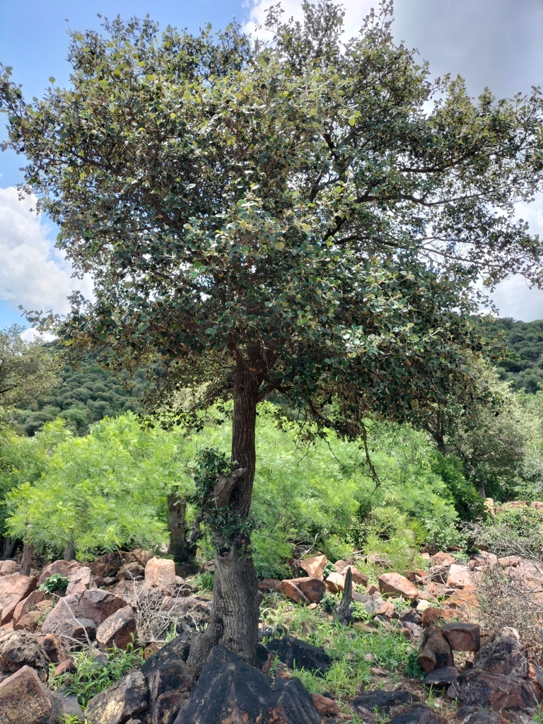 Lebombo Ironwood