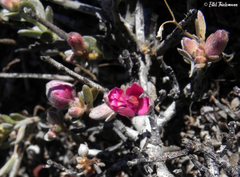 Krameria cistoidea