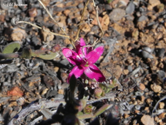 Krameria cistoidea