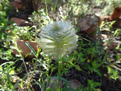Ptilotus xerophilus