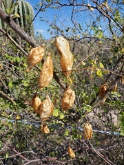 Diphysa occidentalis