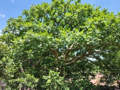 Commiphora marlothii