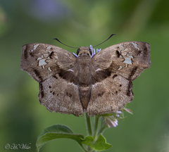 Quadrus lugubris lugubris
