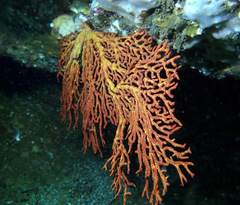 Melithaea zimmeri