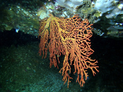 Melithaea zimmeri