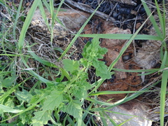 Dysphania melanocarpa