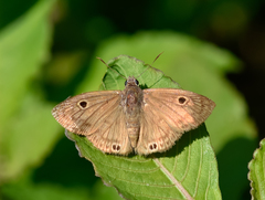 Xispia satyrus