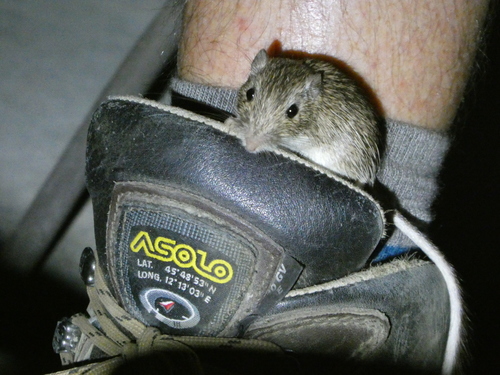 iNaturalist observation photo of Spiny Pocket Mouse