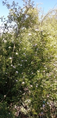Rosa moschata