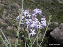 Mulguraea cinerascens