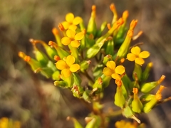 Kalanchoe longiflora