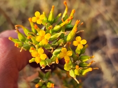 Kalanchoe longiflora