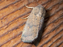 Proteuxoa porphyrescens