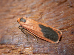 Scoliacma bicolora