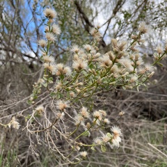 Baccharis pilularis consanguinea