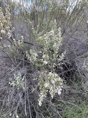 Baccharis pilularis consanguinea