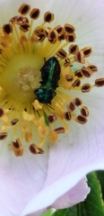 Bilyaxia concinna