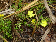 Hibbertia stricta