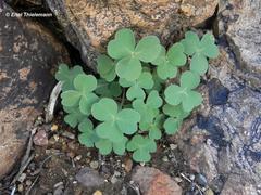 Oxalis rigida