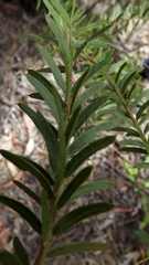 Acacia leichhardtii