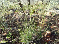 Enneapogon polyphyllus