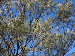 Acacia aneura