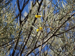 Acacia aneura