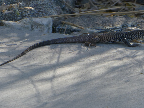 iNaturalist observation photo of Western Whiptail