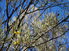 Acacia aneura