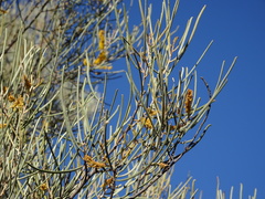 Acacia aneura