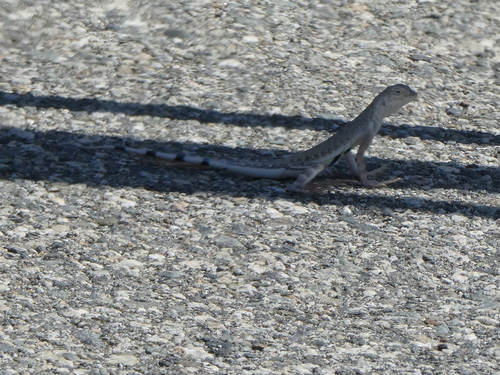 iNaturalist observation photo of Zebra-tailed Lizard