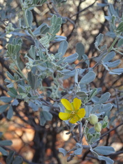 Senna artemisioides helmsii