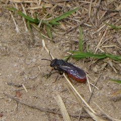 Sphecodes albilabris