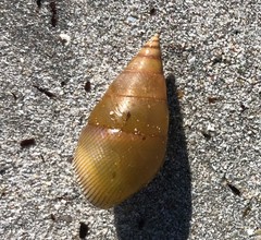 Phasianotrochus apicinus