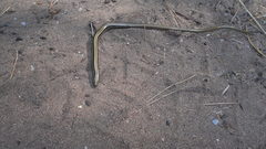 Ophiodes vertebralis