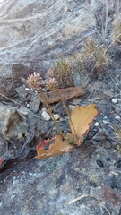 Kalanchoe synsepala image