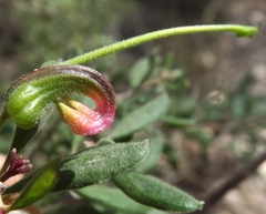Grevillea quadricauda