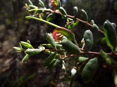 Grevillea quadricauda