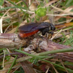 Sphecodes albilabris