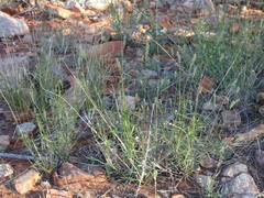 Enneapogon polyphyllus