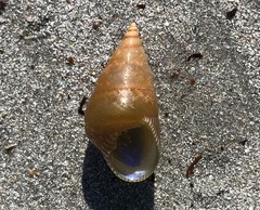 Phasianotrochus apicinus