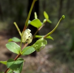 Grevillea singuliflora
