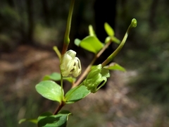 Grevillea singuliflora