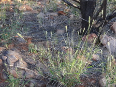 Enneapogon polyphyllus