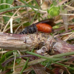 Sphecodes albilabris
