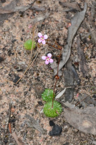 Stylidium soboliferum F.Muell.