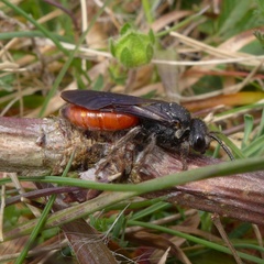 Sphecodes albilabris