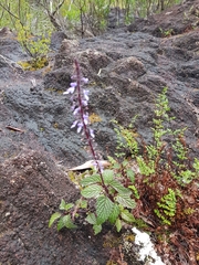 Coleus nitidus