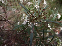 Leionema obtusifolium