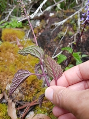 Coleus nitidus